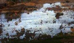 Weißer Rindenpilz, Foto 7