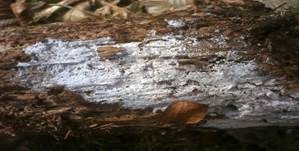 Weißer Rindenpilz, Foto 8