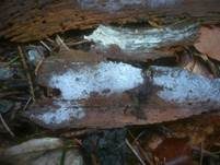 Weißer Rindenpilz, Foto 9