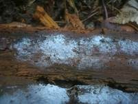Weißer Rindenpilz, Foto 10