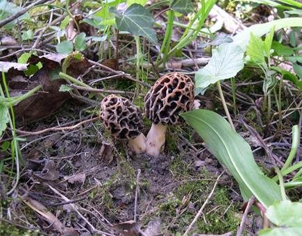 Braune Speisemorchel, Foto 2