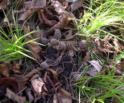 Braune Speisemorchel, Foto 3