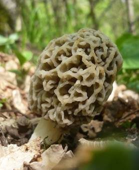 Braune Speisemorchel, Foto 4