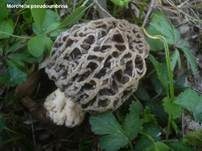 Braune Speisemorchel, Foto 6