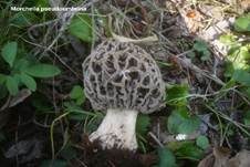 Braune Speisemorchel, Foto 7