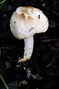 Weißer Schirmling, Foto 3