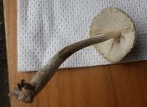 Weißer Schirmling, Foto 18