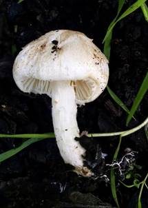 Weißer Schirmling, Foto 4