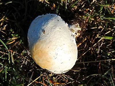Weißer Schirmling, Foto 6