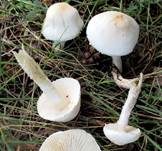 Weißer Schirmling, Foto 7