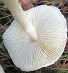 Weißer Schirmling, Foto 9