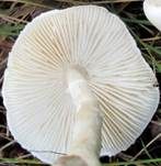 Weißer Schirmling, Foto 11