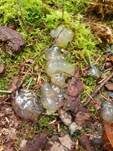 Weißer Schleimpilz, Foto 20