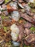 Weißer Schleimpilz, Foto 21