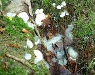 Weißer Schleimpilz, Foto 5