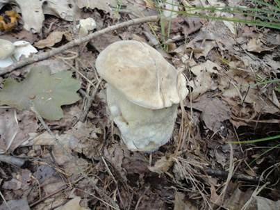 Weißer Schmarotzer Pustelpilz, Foto 3