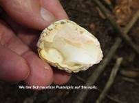 Weißer Schmarotzer Pustelpilz, Foto 7