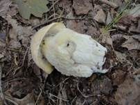 Weißer Schmarotzer Pustelpilz, Foto 10