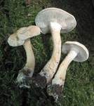 Weißer Semmelstoppelpilz, Foto 7