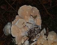 Weißer Semmelstoppelpilz, Foto 8