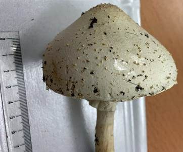 Weißer Spitzschuppiger Schirmling, Foto 2