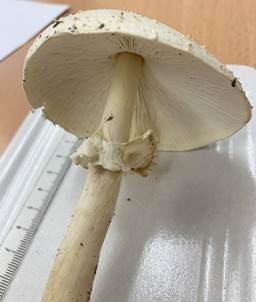 Weißer Spitzschuppiger Schirmling, Foto 4