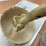Weißer Spitzschuppiger Schirmling, Foto 5
