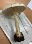 Weißer Spitzschuppiger Schirmling, Foto 8