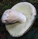 Weißer Steinpilz, Foto 15