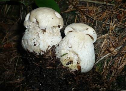 Weißer Steinpilz, Foto 4