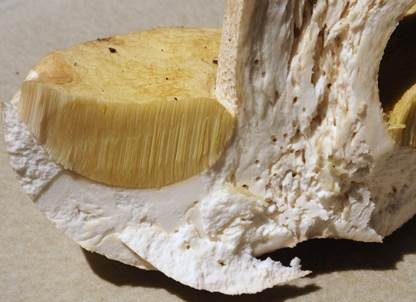 Weißer Steinpilz, Foto 5