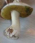 Weißer Steinpilz, Foto 6