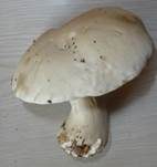 Weißer Steinpilz, Foto 7