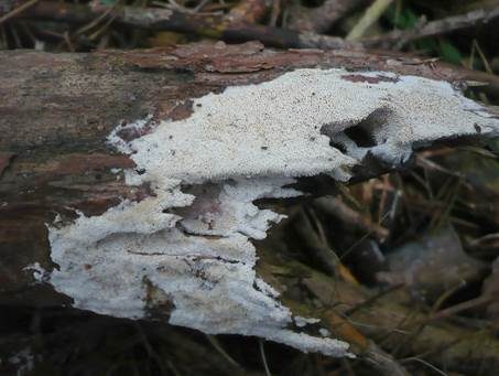 Weißer Wachsporling, Foto 2