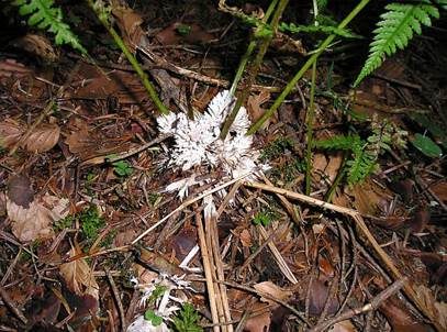 Weißer Warzenpilz, Foto 3