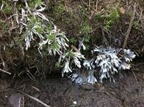 Weißer Warzenpilz, Foto 15