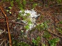 Weißer Warzenpilz, Foto 20