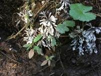 Weißer Warzenpilz, Foto 21