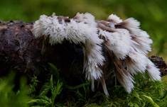 Weißer Warzenpilz, Foto 22