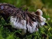 Weißer Warzenpilz, Foto 8