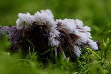 Weißer Warzenpilz, Foto 9