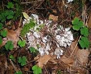 Weißer Warzenpilz, Foto 10