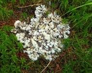 Weißer Warzenpilz, Foto 11