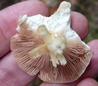 Weißer Zwergchampignon, Foto 4