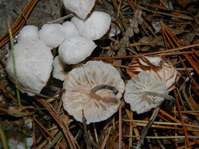Weißer Zwergschwindling, Foto 5