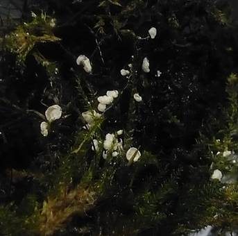 Weißes Aderschüsselchen, Foto 3