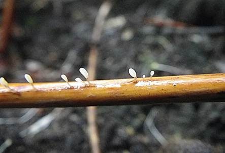 Weißes Fadenkeulchen, Foto 5