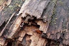Weißes Haarbecherchen, Foto 12