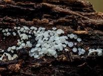 Weißes Haarbecherchen, Foto 18