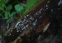 Weißes Haarbecherchen, Foto 8